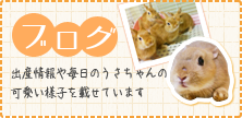 ブログ 出産情報や毎日のうさちゃんの可愛い様子を載せています。