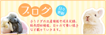 ブログ　子うさぎの出産情報や成長記録、販売開始情報、日々の可愛い様子など載せていきます。