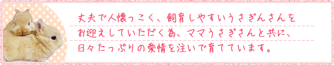 丈夫で人懐っこく、飼育しやすいうさぎさんをお迎えしていただく為、ママさんうさぎさんと共に、日々たっぷりの愛情を注いで育てています。