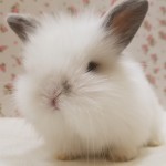 ライオンロップ ペットうさぎ専門店 タイニーラビット