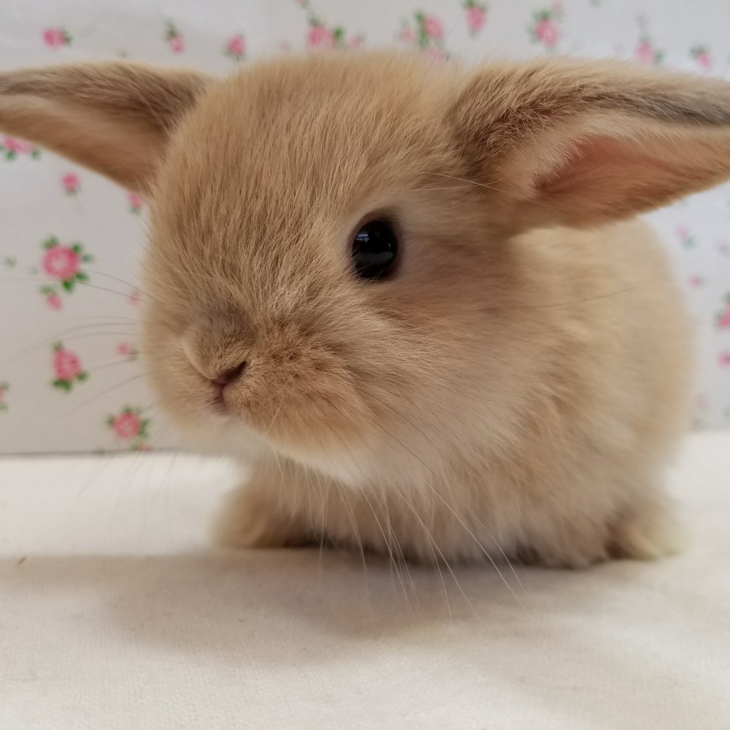 No 224 Tiny Rabbit タイニーラビット No 224 Tiny Rabbit タイニーラビット