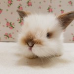 ライオンロップ ペットうさぎ専門店 タイニーラビット