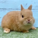 ペットうさぎ 鶴瀬店 画像１