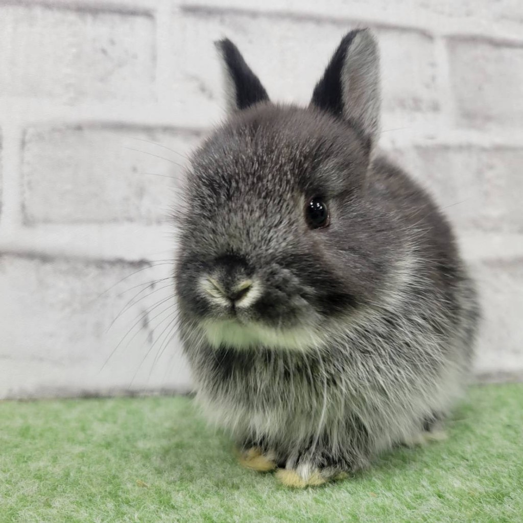 ペットうさぎ 鶴瀬店 画像２