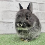 ペットうさぎ 鶴瀬店 画像２