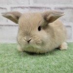 ペットうさぎ 朝霞店 画像２