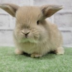 ペットうさぎ 朝霞店 画像３