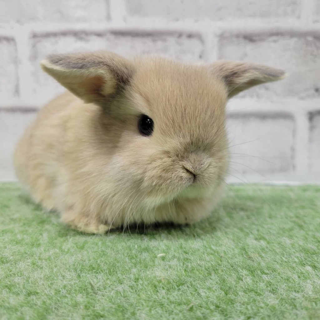 ペットうさぎ 朝霞店 画像１