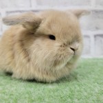 ペットうさぎ 朝霞店 画像１