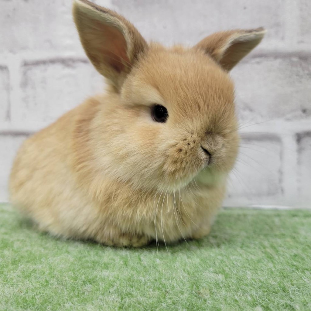 ペットうさぎ 朝霞店 画像１