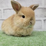 ペットうさぎ 朝霞店 画像１