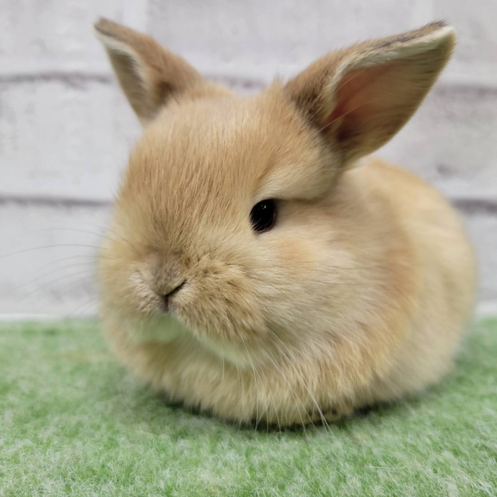 ペットうさぎ 朝霞店 画像２