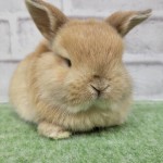 ペットうさぎ 朝霞店 画像３