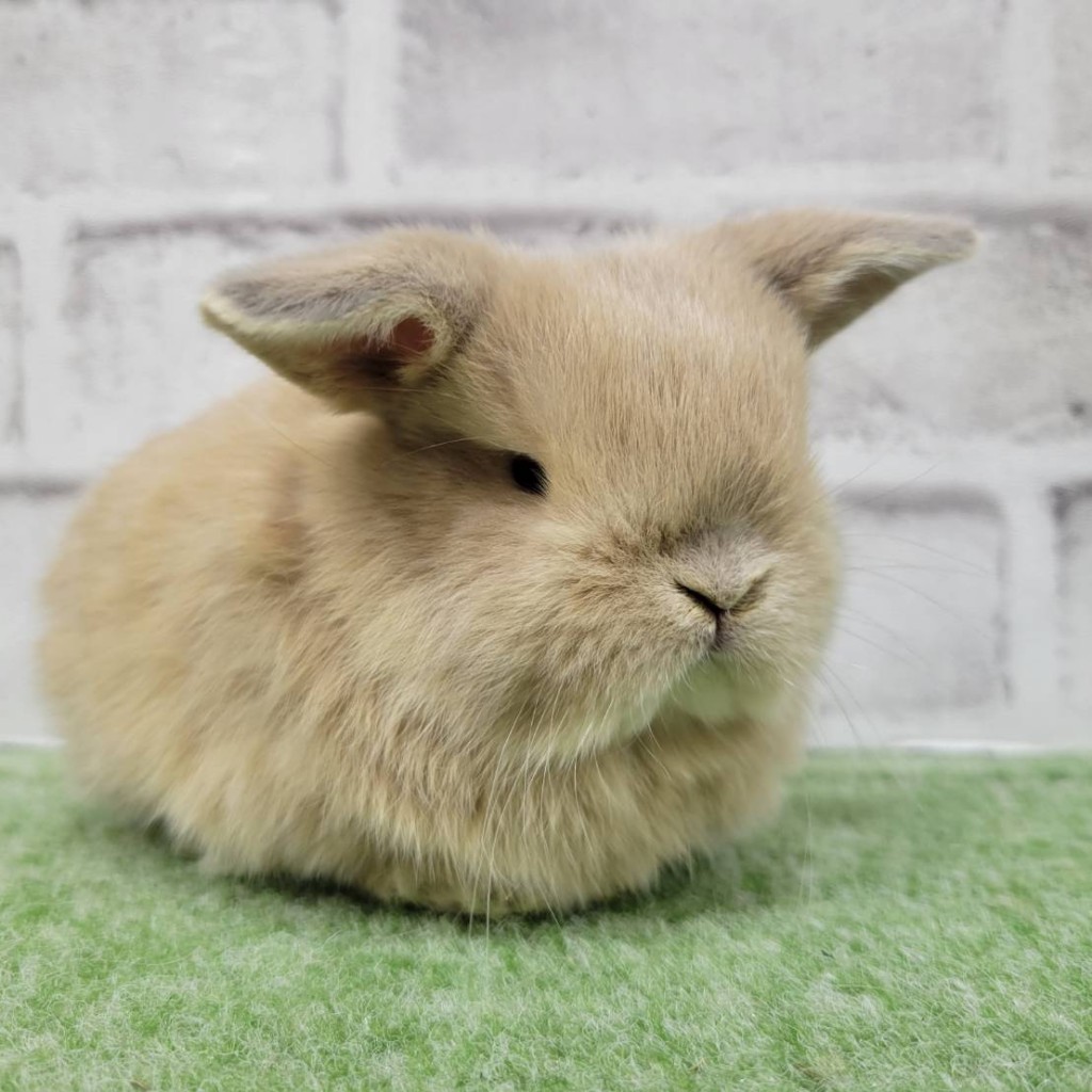 ペットうさぎ 朝霞店 画像３