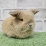 ペットうさぎ 朝霞店 画像３