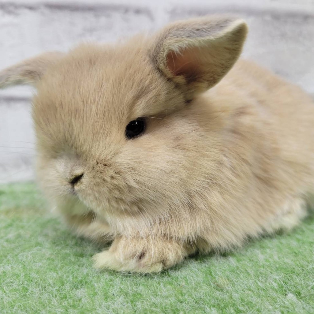 ペットうさぎ 朝霞店 画像２