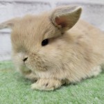 ペットうさぎ 朝霞店 画像２