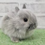 EA83D69C94172B223360DE5D0D9A6C02C20B94B3