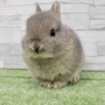ペットうさぎ 朝霞店 画像１