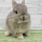 ペットうさぎ 朝霞店 画像２