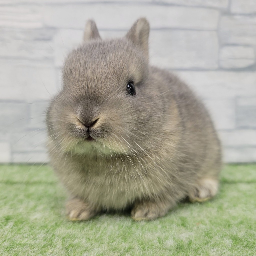 ペットうさぎ 朝霞店 画像３