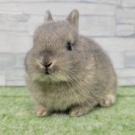 ペットうさぎ 朝霞店 画像３