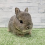 ペットうさぎ 朝霞店 画像２