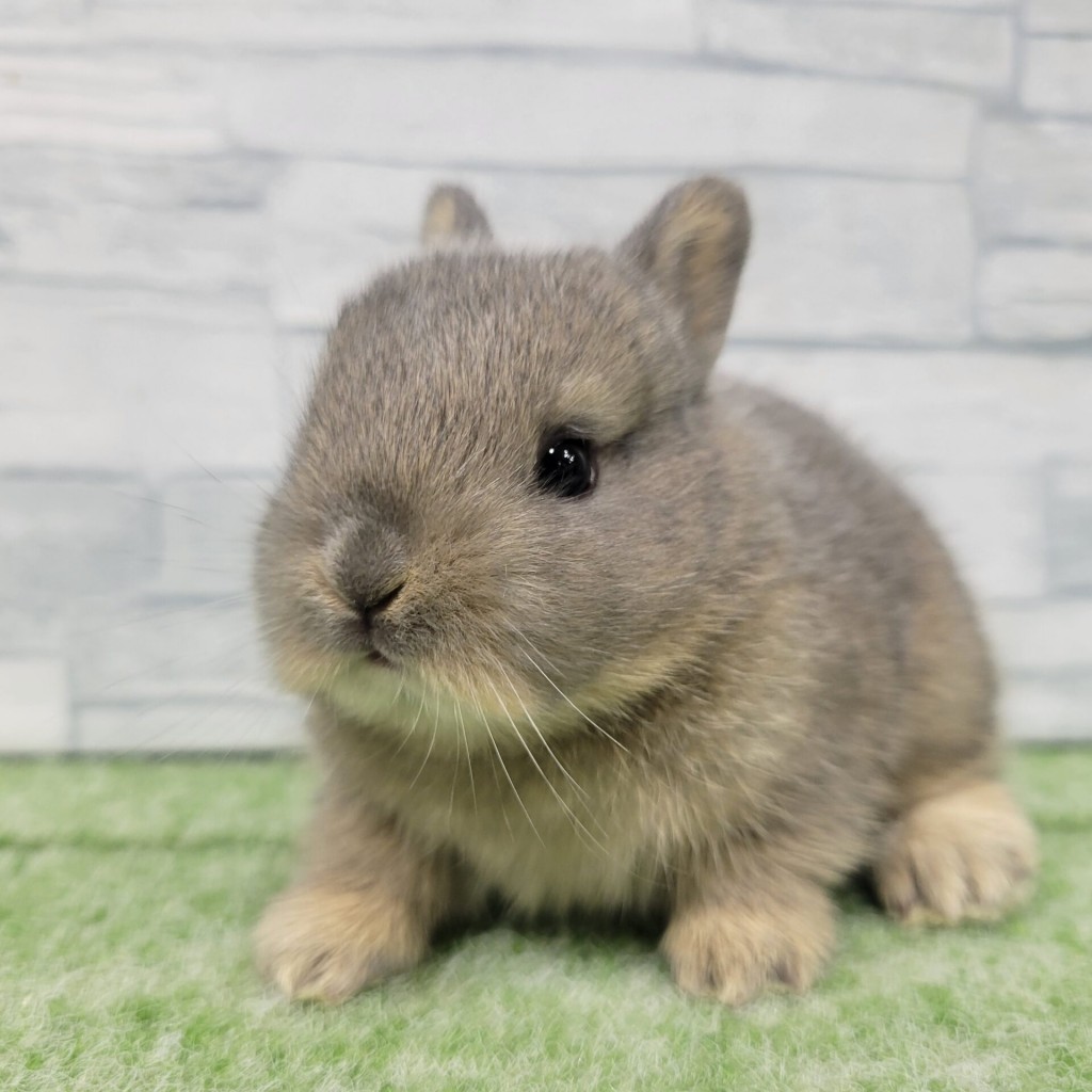 ペットうさぎ 朝霞店 画像１
