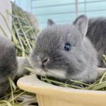 ペットうさぎ 鶴瀬店 画像２