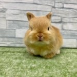 ペットうさぎ 朝霞店 画像２