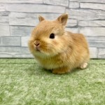 ペットうさぎ 朝霞店 画像１