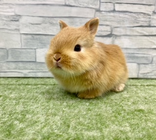 ペットうさぎ 朝霞店 画像１