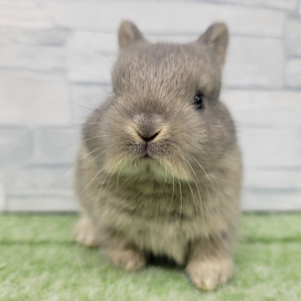 ペットうさぎ 朝霞店 画像２