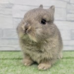 ペットうさぎ 朝霞店 画像１