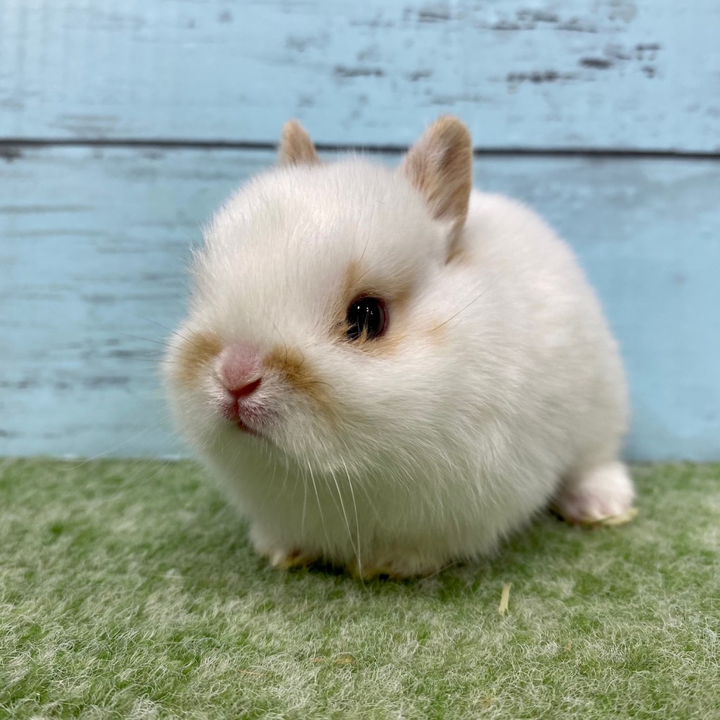 ペットうさぎ 朝霞店 画像１