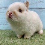 ペットうさぎ 朝霞店 画像２
