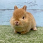 ペットうさぎ 朝霞店 画像１