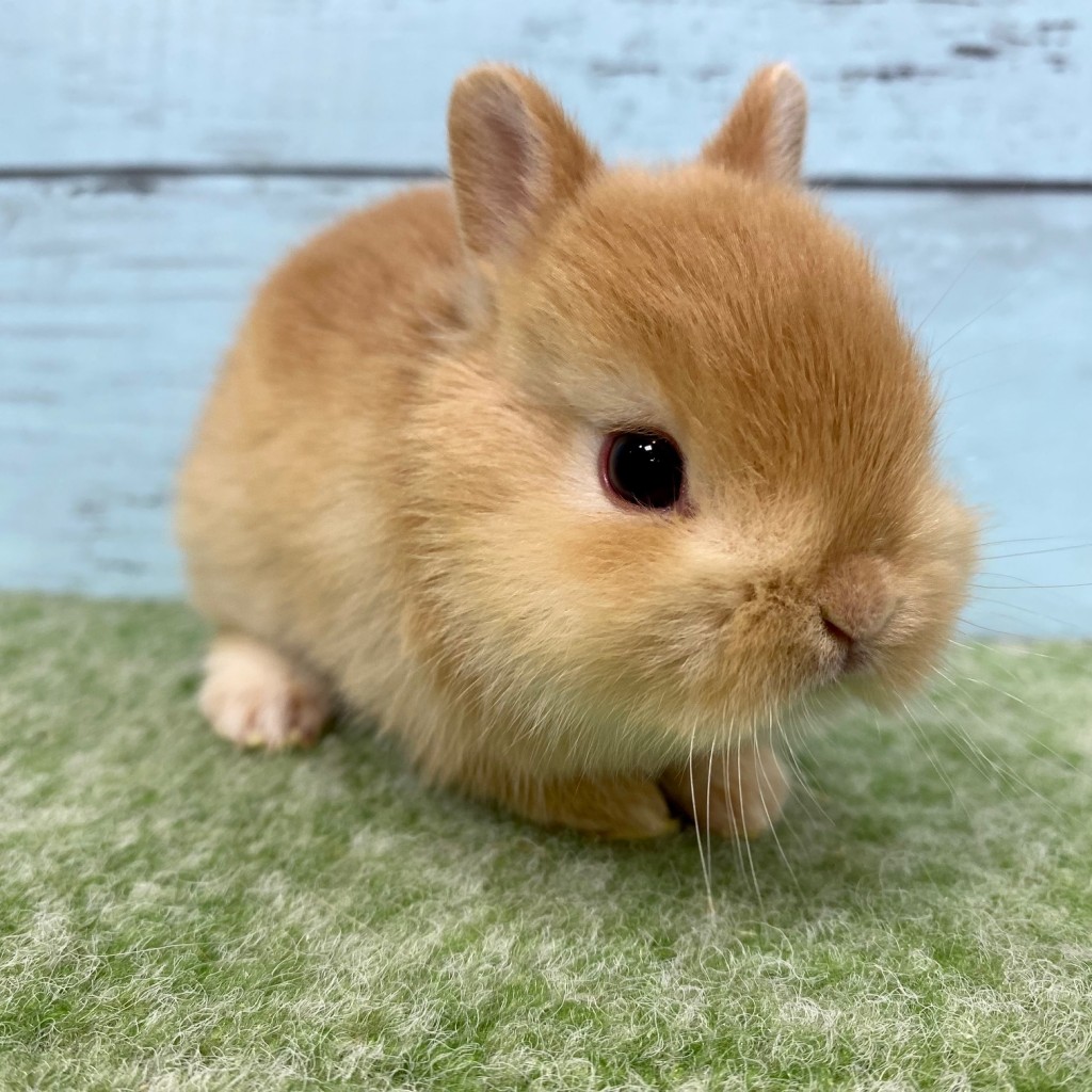 ペットうさぎ 朝霞店 画像３