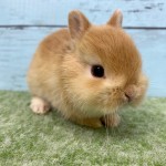 ペットうさぎ 朝霞店 画像３