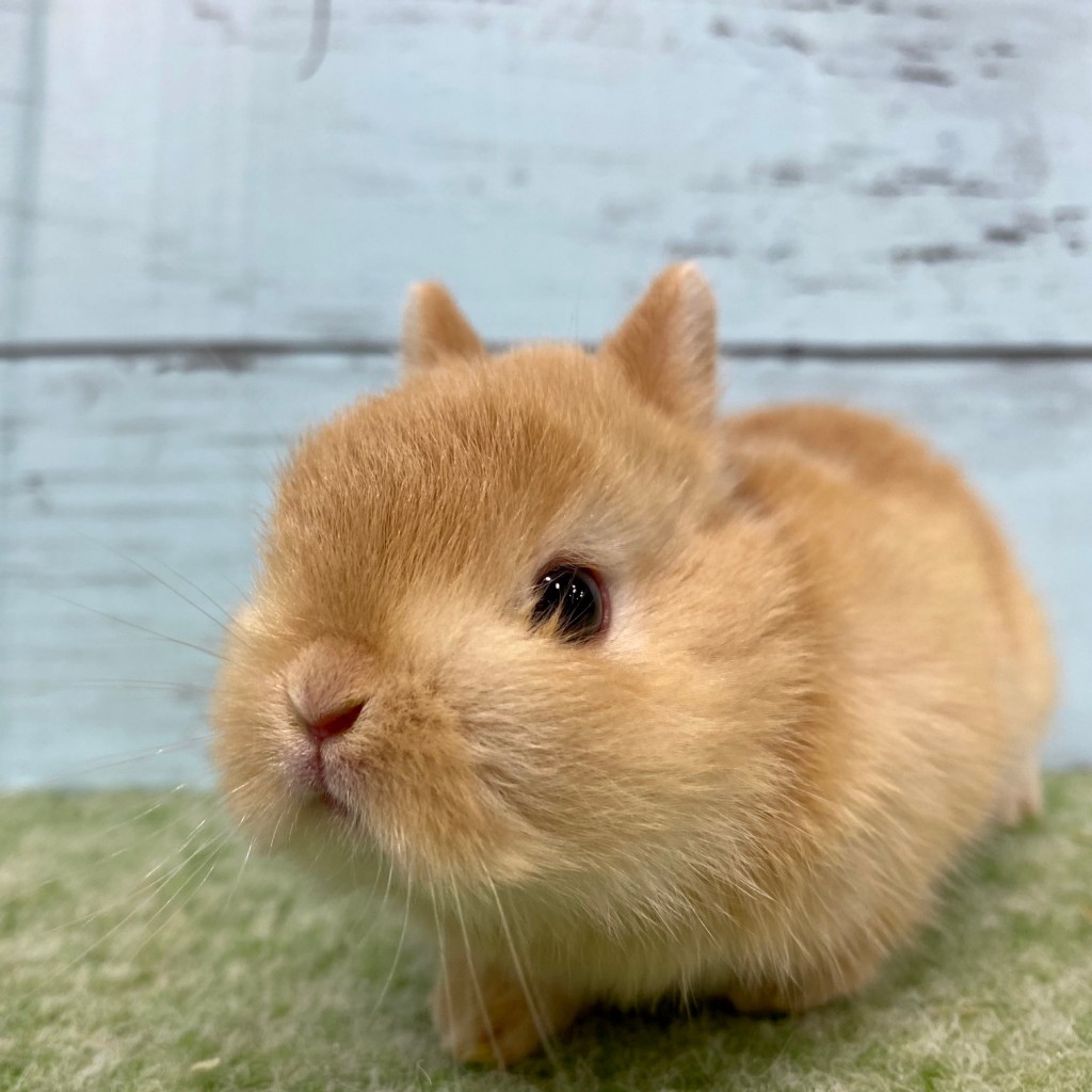 ペットうさぎ 朝霞店 画像２