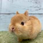 ペットうさぎ 朝霞店 画像２