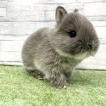 ペットうさぎ 朝霞店 画像２
