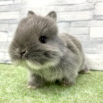 ペットうさぎ 朝霞店