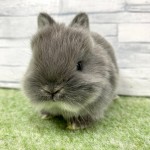 ペットうさぎ 朝霞店 画像３