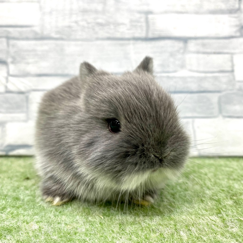 ペットうさぎ 朝霞店 画像３
