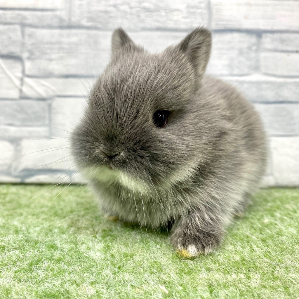 ペットうさぎ 朝霞店 画像１