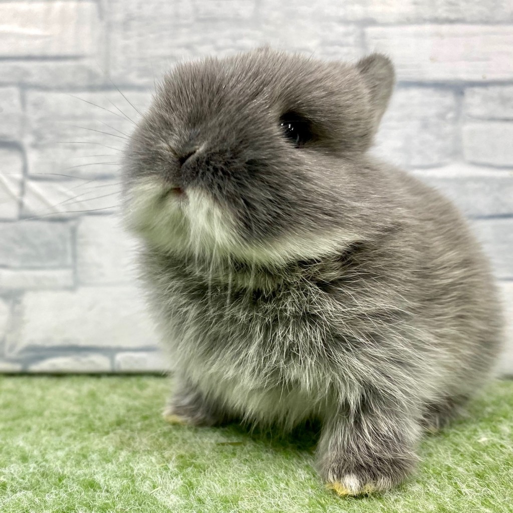 ペットうさぎ 朝霞店 画像２