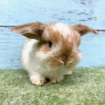 ペットうさぎ 朝霞店 画像１