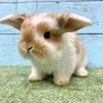 ペットうさぎ 朝霞店 画像２