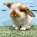 ペットうさぎ 鶴瀬店 画像１